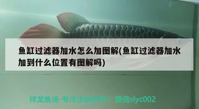 银龙鱼可以吃海虾米吗图片（银龙鱼可以吃海虾米吗，银龙鱼吃海虾米对它们有什么好处） 水族问答