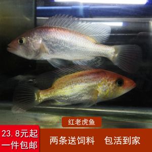 红老虎鱼最佳饲料品牌推荐（红老虎鱼饲料营养成分对比）