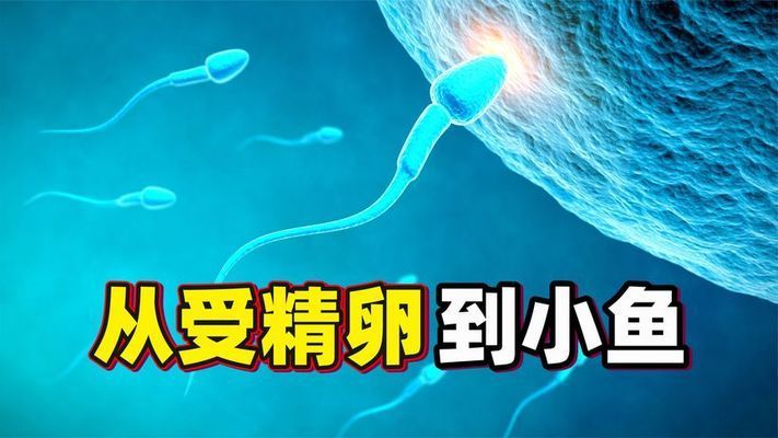 龙鱼卵怎么受精孵化（龙鱼卵的受精和孵化需要提供适宜环境条件和细心的管理） 龙鱼百科 第5张