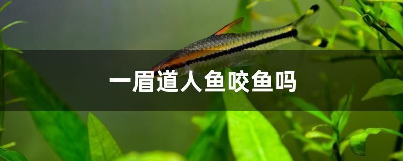 羽毛刀鱼苗不同阶段水温管理（羽毛刀鱼苗不同阶段的水温管理） 龙鱼百科 第4张