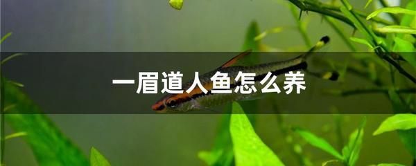 一眉道人鱼适宜的饲养密度，一眉道人鱼的饲养密度 龙鱼百科 第5张