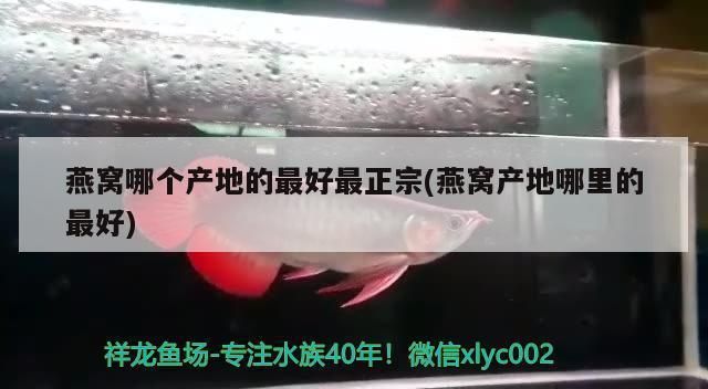 龙鱼底色不干净怎么处理，如何判断龙鱼营养是否均衡 龙鱼百科 第3张