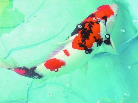 襄汾县城西风韵水族馆，山西襄汾县城西风韵水族馆