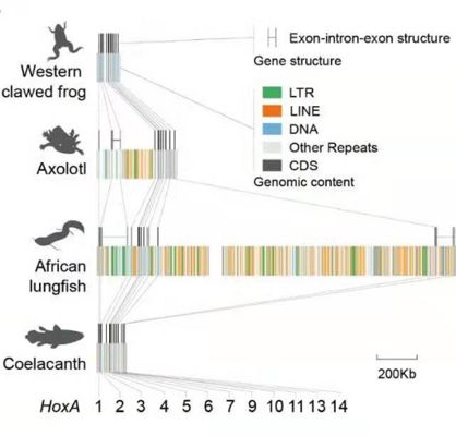 肺鱼基因组研究的最新进展，美洲肺鱼基因组与人类基因组差异，肺鱼基因组与人类基因组差异 龙鱼百科 第2张
