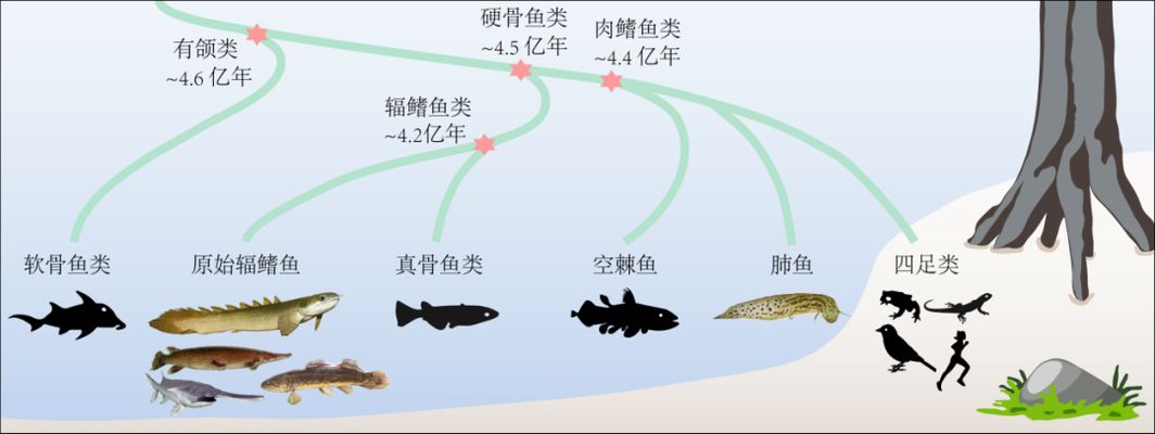 肺鱼基因组研究的最新进展，美洲肺鱼基因组与人类基因组差异，肺鱼基因组与人类基因组差异 龙鱼百科 第4张