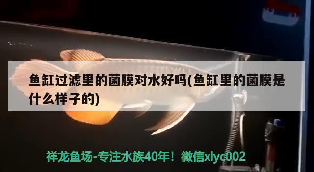 如何判断红魔王银版鱼健康状况，如何判断红魔王银版鱼的健康状况