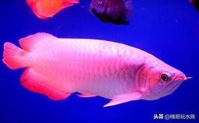 龙口市黄城华庭水族馆，烟台龙口市黄城华庭水族馆详细介绍鱼缸观赏鱼