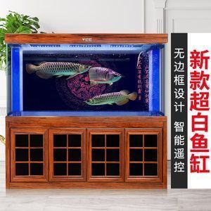 点星龙鱼多大，点星龙鱼在家庭水族箱中的最大体长可以超过60厘米 龙鱼百科 第4张