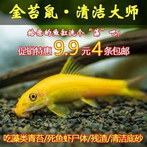 点星龙鱼多大，点星龙鱼在家庭水族箱中的最大体长可以超过60厘米 龙鱼百科 第3张