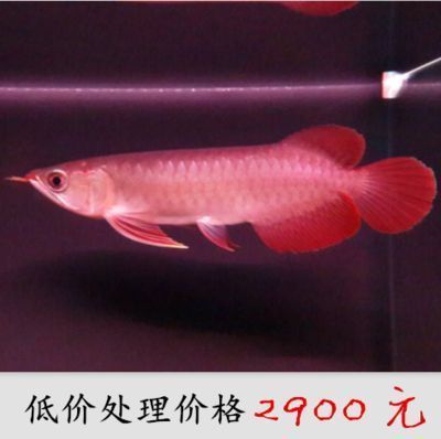 点星龙鱼多大，点星龙鱼在家庭水族箱中的最大体长可以超过60厘米