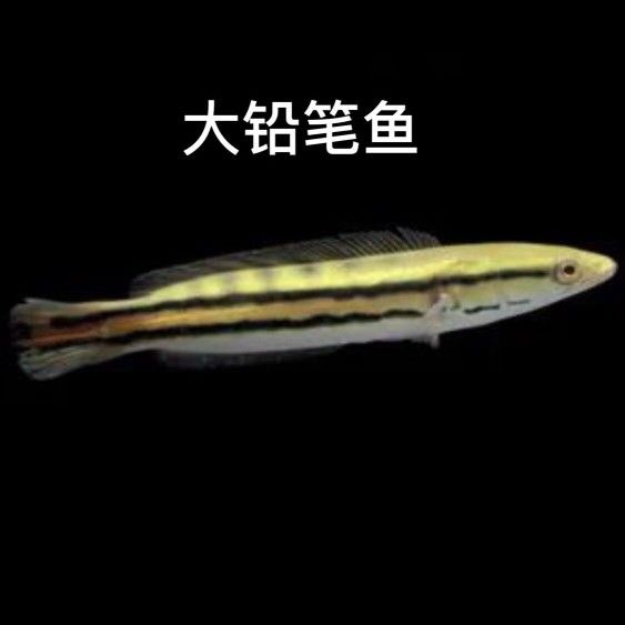 寿光市泳森水族馆，寿光市泳森水族馆， 全国观赏鱼市场