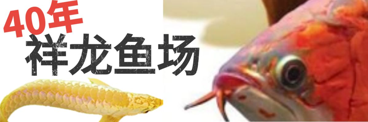 鱼缸logo，鱼缸logo设计软件推荐