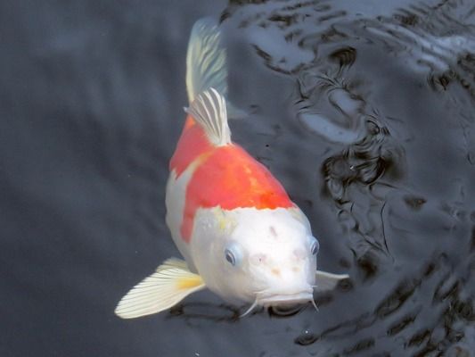 珠海市香洲鱼情水族馆，珠海市香洲鱼情水族馆,珠海市香洲鱼情水族馆详细介绍 全国观赏鱼市场