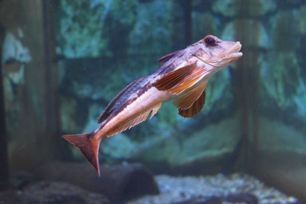 灵石县翠峰镇宏晟淼水族馆，山西省灵石县翠峰镇宏晟淼水族馆