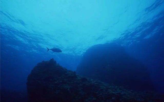 海象鱼的生态适应能力，海象鱼的生态适应能力主要体现在以下几个方面 龙鱼百科 第5张