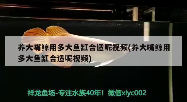 大嘴鲸鱼适宜的pH值范围， 龙鱼百科 第3张