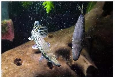 龙鱼大战鳄雀鳝，水族箱混养注意事项,如何预防鳄雀鳝攻击行为 龙鱼百科 第4张