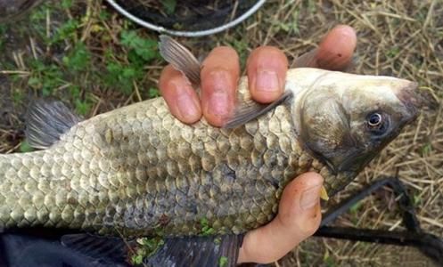 福满钻鱼适宜水温范围， 龙鱼百科 第4张