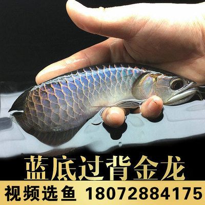 金龙鱼古典蓝底 龙鱼百科 第2张