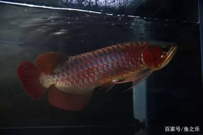 红龙鱼又叫什么鱼，红龙鱼的别称dragonfish，红龙鱼的别称是骨舌鱼