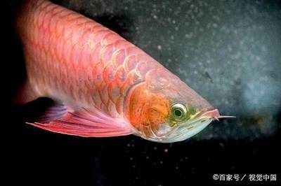 红龙鱼又叫什么鱼，红龙鱼的别称dragonfish，红龙鱼的别称是骨舌鱼 龙鱼百科 第4张