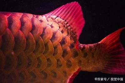 红龙鱼又叫什么鱼，红龙鱼的别称dragonfish，红龙鱼的别称是骨舌鱼 龙鱼百科 第5张