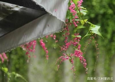 赤荔凤冠鱼的繁殖技巧，赤荔凤冠鱼的繁殖技巧是养殖者关注的重点，赤荔凤冠鱼的繁殖技巧