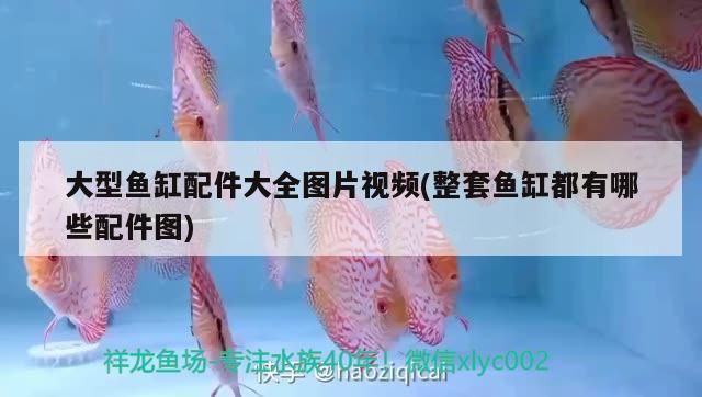 深圳市宝安区松岗森森水族馆，深圳宝安区松岗森森水族馆是一个寓教于乐的好去处