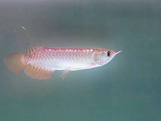 蒙阴县鱼乐圈水族馆，山东省临沂市蒙阴县鱼乐圈水族馆 全国观赏鱼市场