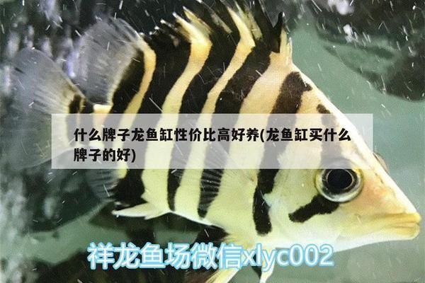 龙鱼缸什么牌子性价比高，性价比高的龙鱼缸品牌有哪些 龙鱼百科 第5张