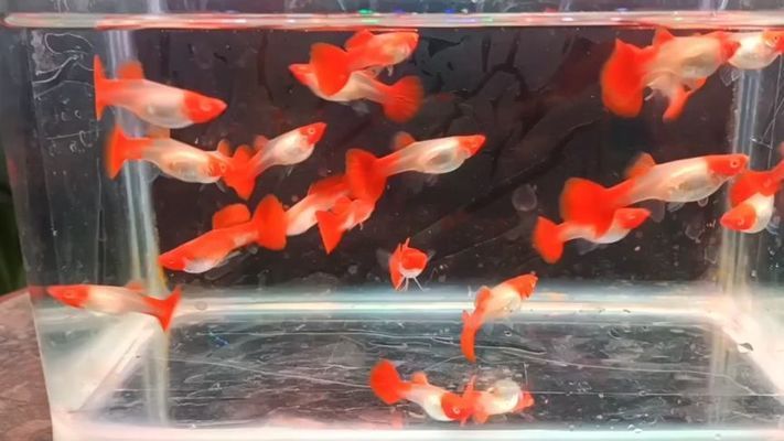 饶平县余跃水族馆，广东省饶平县余跃水族馆