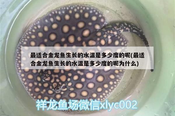 红头利鱼适宜水温范围， 龙鱼百科 第3张