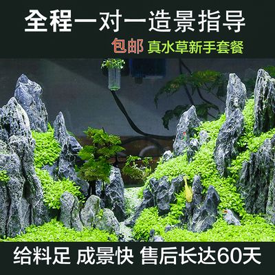 龙鱼渔场四大品牌是什么牌子的，龙鱼渔场的四大品牌中，哪一个品牌的龙鱼更容易适应家庭环境？