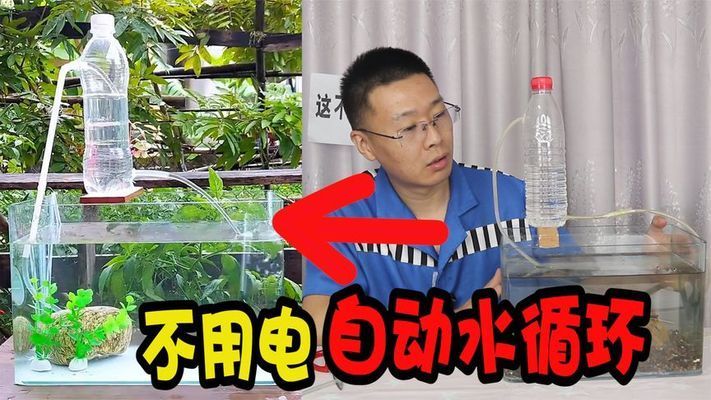 金龙鱼吃什么上色，金龙鱼体色的变化对它们有什么意义？