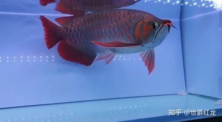 贺兰县新贸路宾尊水族馆，宁夏回族自治区贺兰县新贸路宾尊水族馆介绍