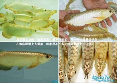 温州龙鱼放生时间安排最新，放生温州龙鱼的最佳时间 水族问答