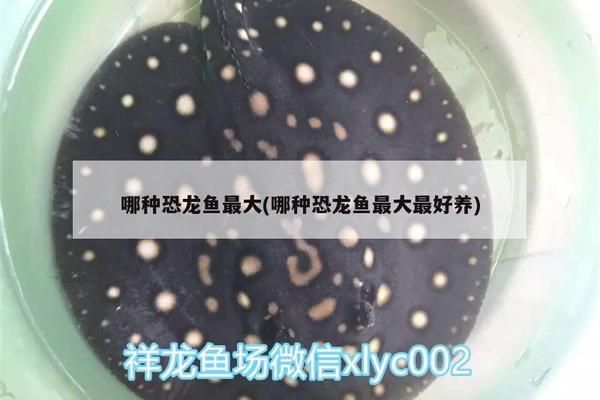 恐龙鱼最大品种是什么，恐龙鱼中体型最大的品种是什么，巨齿鲨和蓝鲸鲨的捕食策略分析 龙鱼百科 第2张