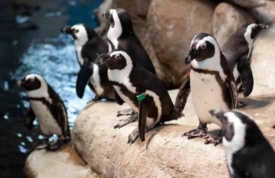 卫东区陈鹏水族观赏鱼商店，平顶山卫东区陈鹏水族观赏鱼商店详细介绍