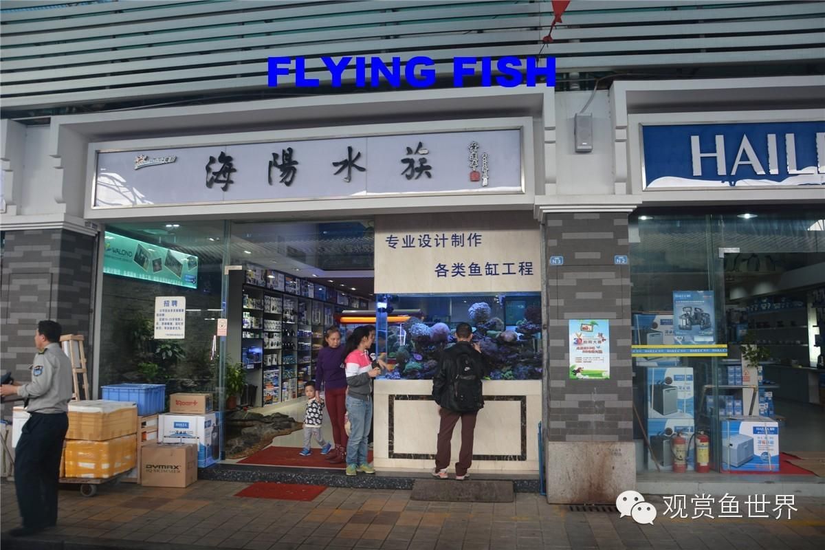 广州花地湾水族批发市场，广州花地湾水族市场特色商品,花地湾市场周边交通指南 龙鱼百科 第5张