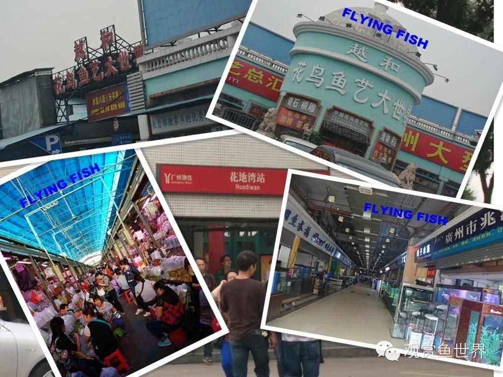 广州花地湾水族批发市场，广州花地湾水族市场特色商品,花地湾市场周边交通指南