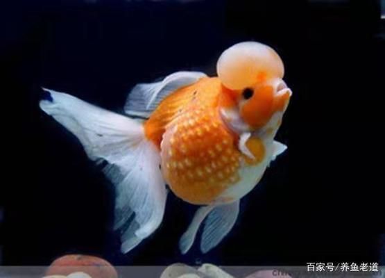 四平市铁东区众鑫水族馆，吉林省四平市铁东区众鑫水族馆详细介绍观赏鱼、水族箱、水族箱、鱼缸、水草、装饰品 全国观赏鱼市场