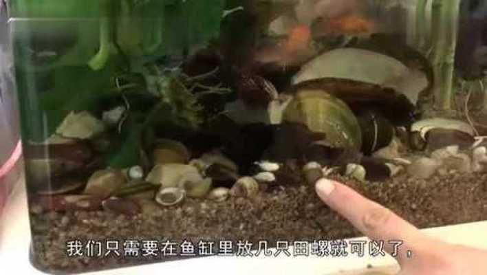 鱼缸不用换水妙招视频，如何自制高效鱼缸过滤器硝化细菌培养及使用指南 龙鱼百科 第4张