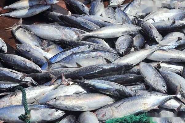 饶平县蓝泰水族馆，饶平县蓝泰水族馆经营产品介绍：宠物食品及用品批发 全国观赏鱼市场