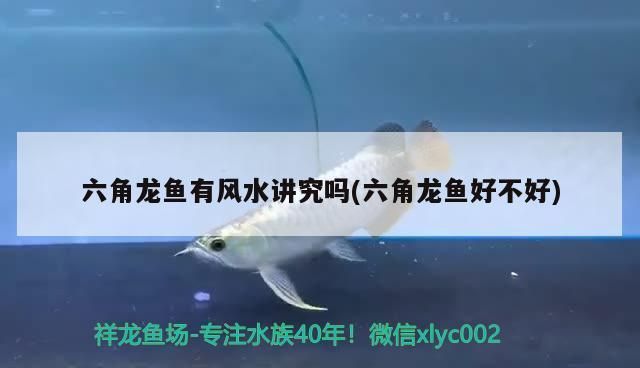 家里养六角龙鱼镇宅嘛，六角龙鱼的风水解读