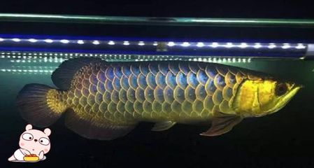 临邑县城区金鑫水族馆，临邑县城区金鑫水族馆观赏鱼缸.水族用品零售项目