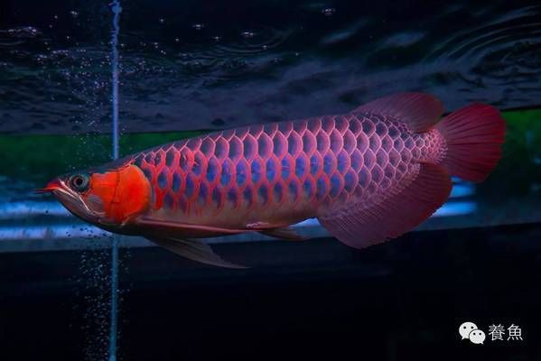 景洪东风新新水族馆，云南省西双版纳傣族自治州景洪东风新新水族馆详细介绍