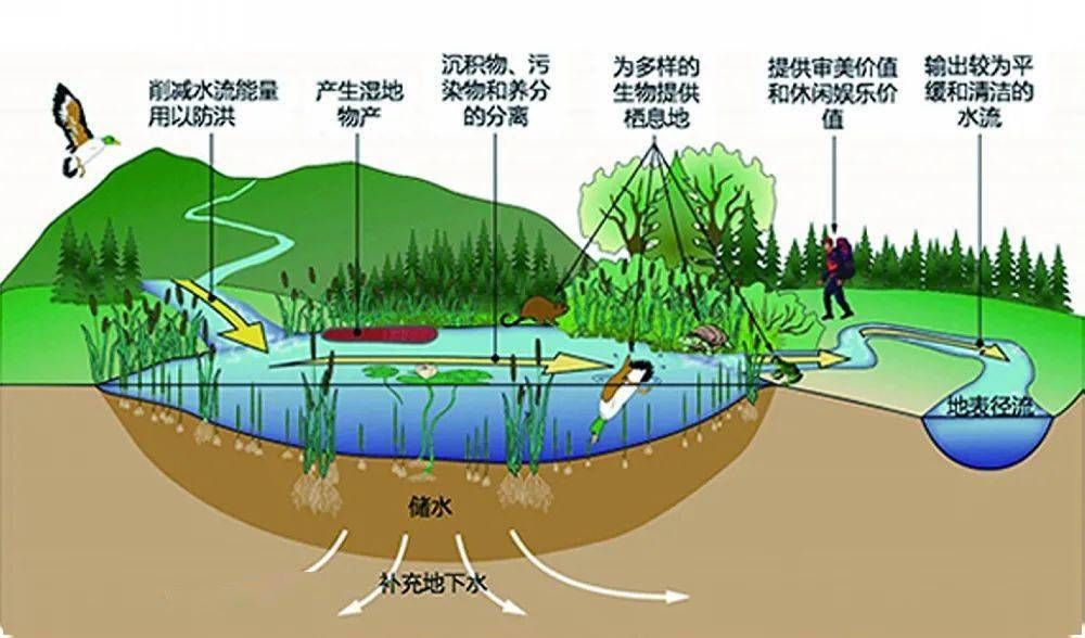 银龙鱼撞缸后不吃东西怎么办，银龙鱼撞缸后不吃东西可能是由于环境变化引起的应激反应 水族问答