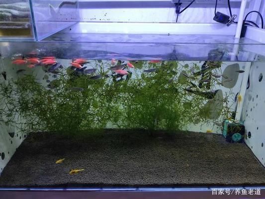 为什么大鱼缸不用水泵抽水，人工换水对鱼健康的注意事项介绍人工换水对鱼健康的注意事项