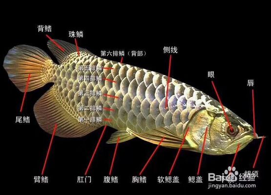 金龙鱼的鳞片怎么样才会金，如何让金龙鱼的鳞片变得金黄