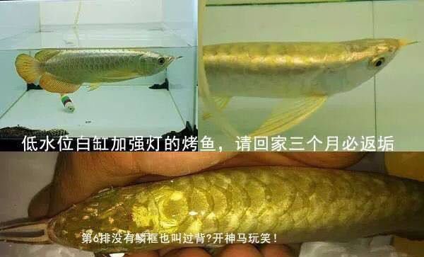 金龙鱼的鳞片怎么样才会金，如何让金龙鱼的鳞片变得金黄